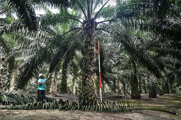 Malaysia is running a breeding programme for dwarf palm oil trees which scientists hope will cut costs and limit environmental damage from the controversial industry