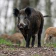 British ambassador Leigh Turner was chased by a wild boar in Austria
