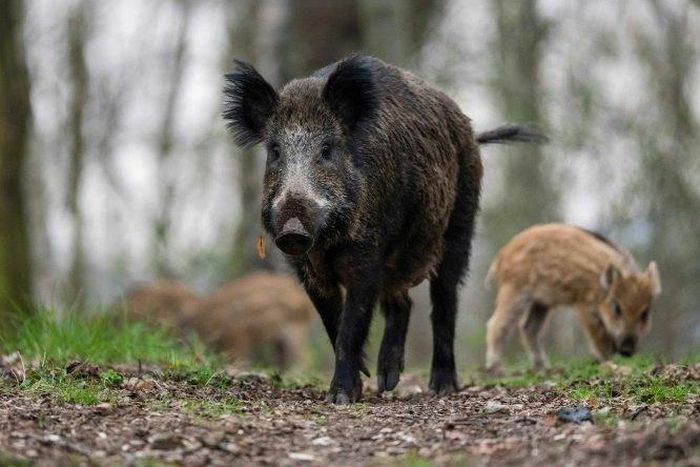 British ambassador Leigh Turner was chased by a wild boar in Austria