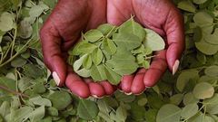 Moringa leaves(The Conversation)