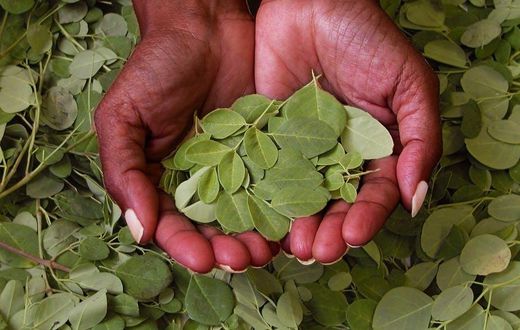 Moringa leaves(The Conversation)