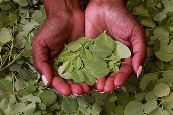 Moringa leaves(The Conversation)