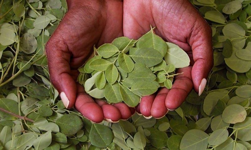 Moringa leaves(The Conversation)