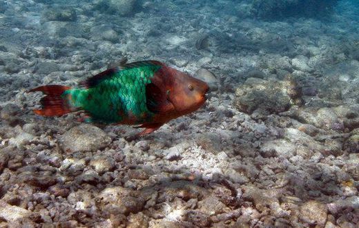 Key West bans sunscreen containing chemicals believed to harm coral reefs