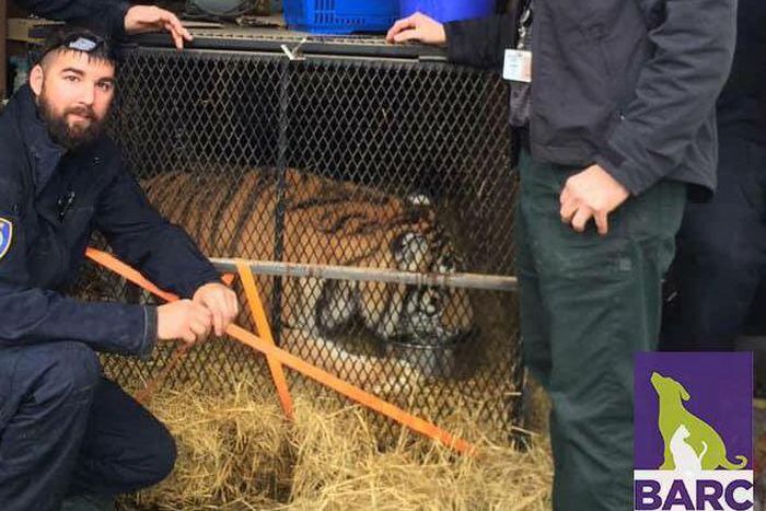 This Person Found a Tiger in an Abandoned Home
