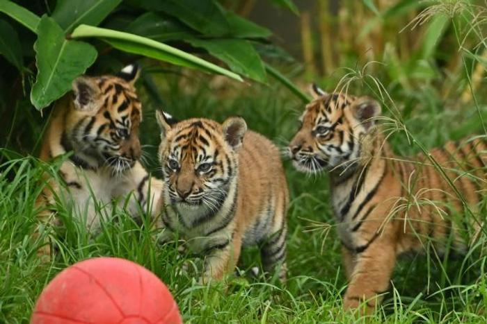 Two female cubs and their brother explored the outside environment for the first time at Sydney's Taronga Zoo