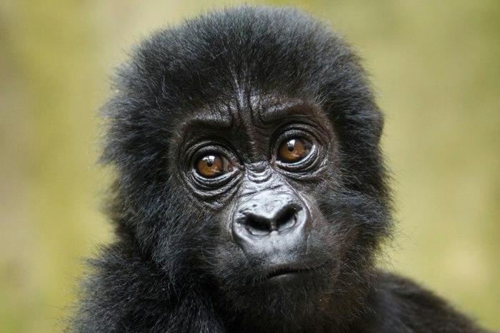 Just 3,800 Grauer's gorillas (Gorilla beringei graueri) are left in the wild