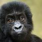 Just 3,800 Grauer's gorillas (Gorilla beringei graueri) are left in the wild