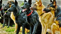 Sniffer dogs to be used to detect items in Safe deposit boxes at Barclays Bank