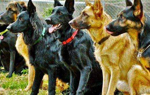 Sniffer dogs to be used to detect items in Safe deposit boxes at Barclays Bank