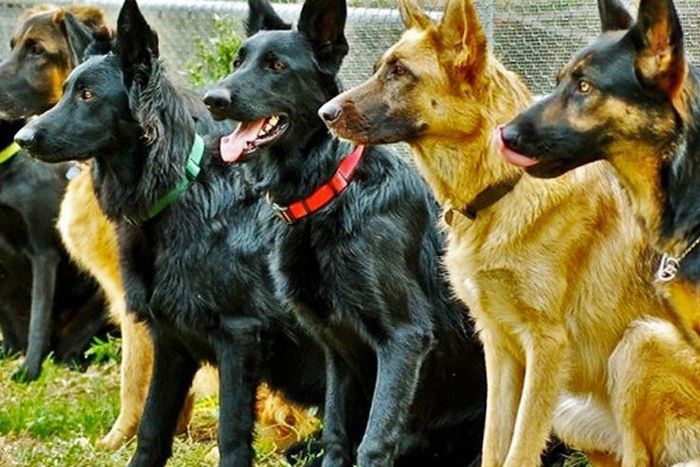 Sniffer dogs to be used to detect items in Safe deposit boxes at Barclays Bank