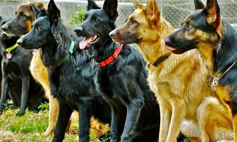 Sniffer dogs to be used to detect items in Safe deposit boxes at Barclays Bank