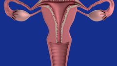 Female reproductive system(Medical Xpress)