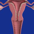 Female reproductive system(Medical Xpress)