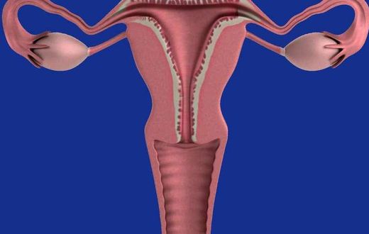 Female reproductive system(Medical Xpress)