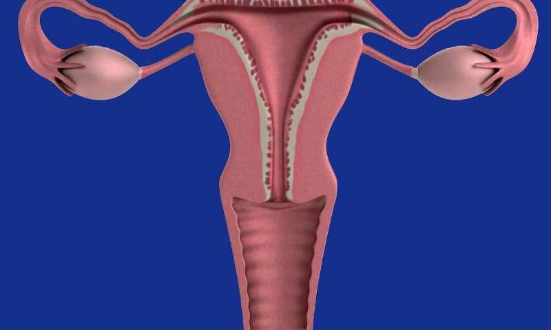 Female reproductive system(Medical Xpress)
