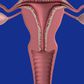 Female reproductive system(Medical Xpress)