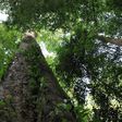 Africa’s tallest indigenous tree – measuring 81.5 metres