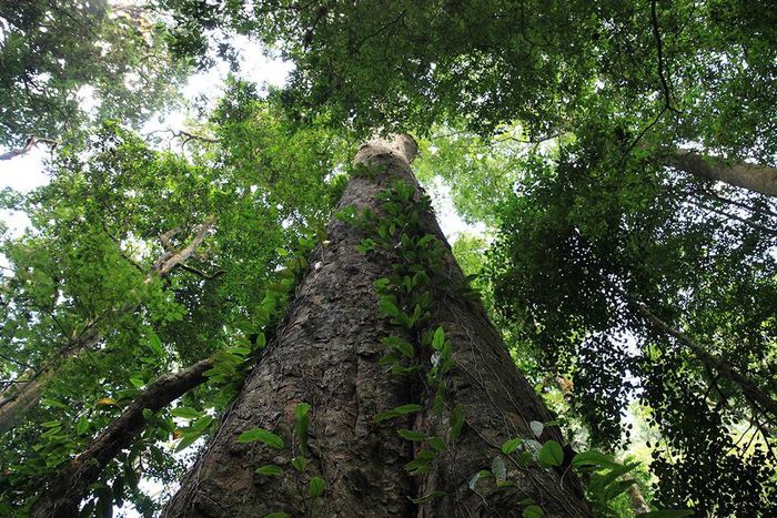 Africa’s tallest indigenous tree – measuring 81.5 metres