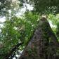 Africa’s tallest indigenous tree – measuring 81.5 metres