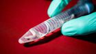 What's pink and pinstriped and digests wood? This new shipworm