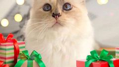 Fashion designer Karl Lagerfeld 's Cat