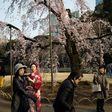 Visitors gather under cherry blossoms in a park in Tokyo