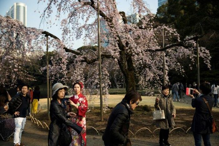 Visitors gather under cherry blossoms in a park in Tokyo
