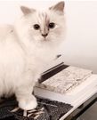 Fashion designer Karl Lagerfeld 's Cat