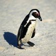 African black-footed penguins have been rated as endangered since 2010