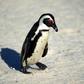 African black-footed penguins have been rated as endangered since 2010