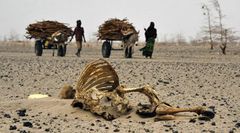 An area in Kenya hit by drought