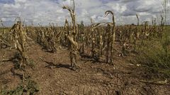 Crops dry out due to lack of rains