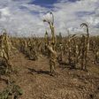 Crops dry out due to lack of rains
