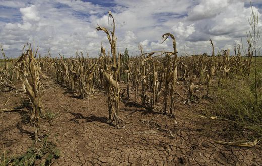Crops dry out due to lack of rains
