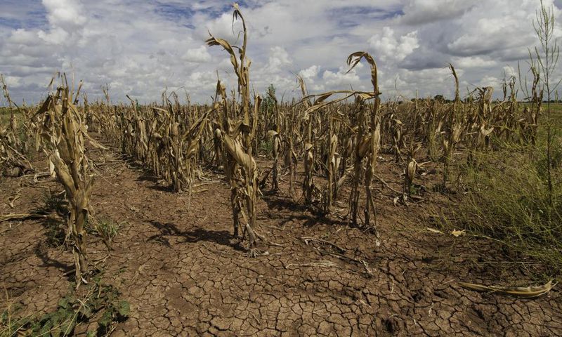 Crops dry out due to lack of rains