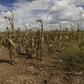 Crops dry out due to lack of rains