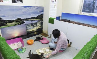 These Otters Are Popular Pets in Asia. That May Be Their Undoing.
