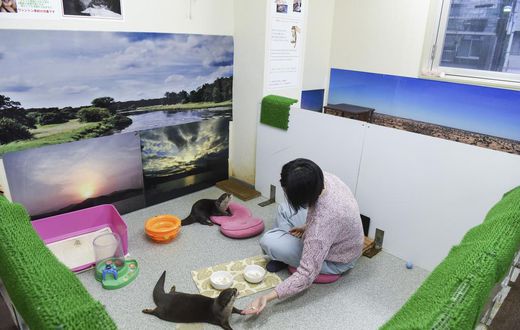 These Otters Are Popular Pets in Asia. That May Be Their Undoing.