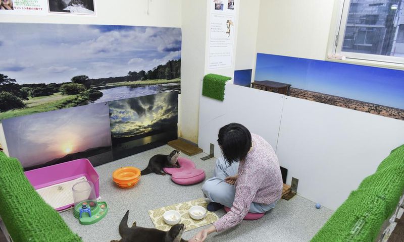 These Otters Are Popular Pets in Asia. That May Be Their Undoing.