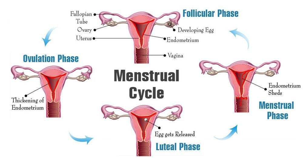 Menstrual cycle(courtesy)