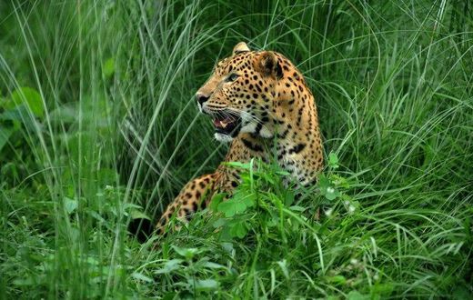 A leopard joins birds, stray cattle and dogs on the list of animals that have disrupted flights at Kathmandu aiport