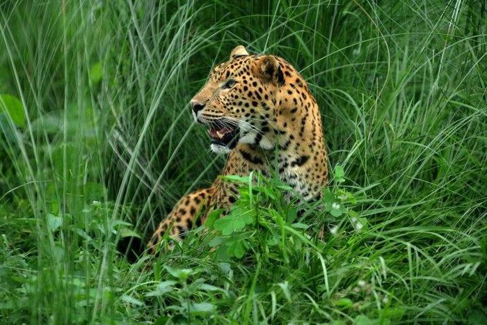A leopard joins birds, stray cattle and dogs on the list of animals that have disrupted flights at Kathmandu aiport