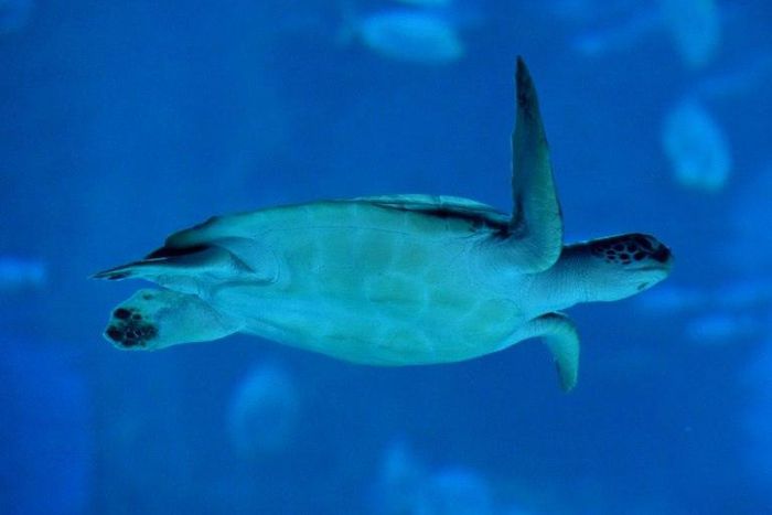 Human medicines and household substances have been discovered in the blood of green turtles in Australia's Great Barrier Reef, researchers say