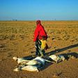 People pass dead goats near Dhahar in Puntland, northeastern Somalia, in December 2016