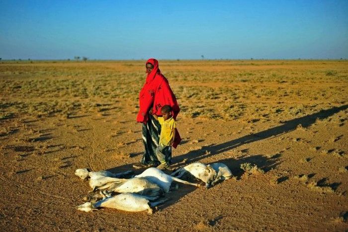 People pass dead goats near Dhahar in Puntland, northeastern Somalia, in December 2016