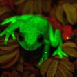 Argentine and Brazilian scientists at the Bernardino Rivadaiva Natural Sciences Museum discovered the first naturally fluorescent frog almost by accident