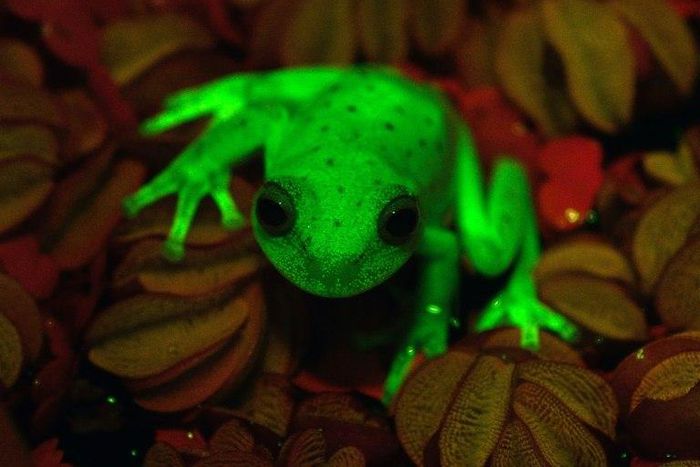 Argentine and Brazilian scientists at the Bernardino Rivadaiva Natural Sciences Museum discovered the first naturally fluorescent frog almost by accident