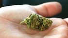Indica vs. Sativa: What's the Difference?