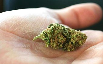 Indica vs. Sativa: What's the Difference?